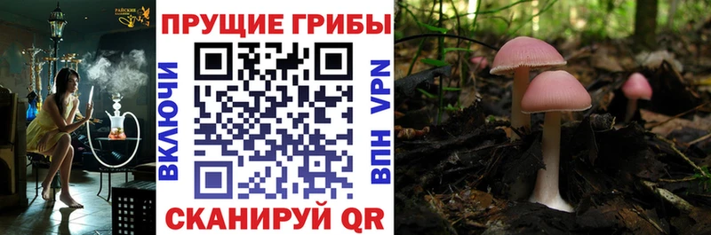 Купить где  Бодайбо  Псилоцибиновые грибы Magic Shrooms 